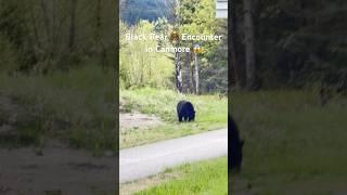 Black Bear Encounter in Canmore  #Canmore #BlackBear #WildlifeAdventure