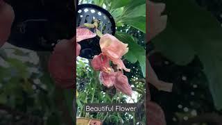 Bunga Unikwhat kind of orchid is this #anggrek #flower#orchids#shorts#shortvideo