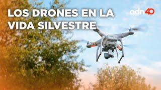¿Qué impacto tienen los drones en la vida silvestre?