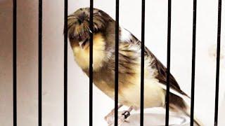 Best Canary Singing  Your canary will sing in 60 minutes  Gloster Canary