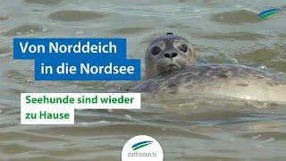 Von Norddeich in die Nordsee Seehunde sind wieder zu Hause