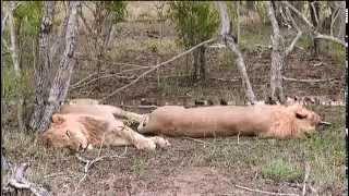 PM Live Drive - Male Lions - Nov 11 2014