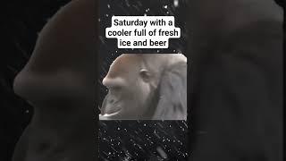 it just hits different #ice #beer  #funny #gorilla #water #everest