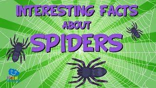 Interesting facts about Spiders  Educational Video for Kids.