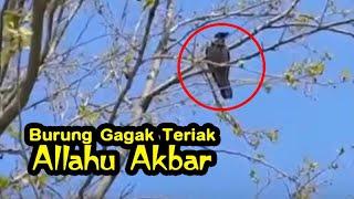 Seekor burung gagak teriak Allahu Akbar berulang-ulang dari atas pohon di Turki