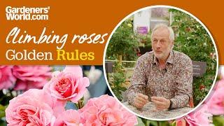 Caring for climbing roses  Golden Rules