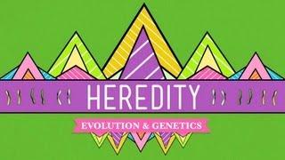 Heredity Crash Course Biology #9