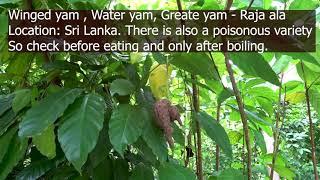 Weird yams - Winged yam  Ube and Pepper and coffee growing in Sri Lanka