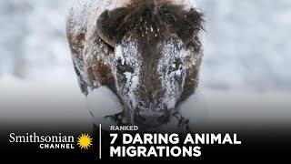 7 Daring Animal Migrations  Smithsonian Channel