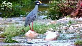 A stunning yellow-crowned night heron fishing in the flooded creek