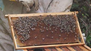 ما وضع تربية النحل في مدينة دير الزور؟  صباح سوريا