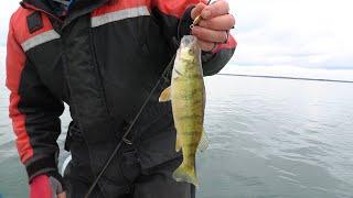 Jigging for perch - no live bait