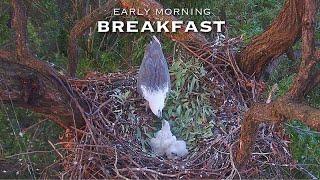 #125Sea Eagle Nest／Sea-EagleCAM4 Live Stream