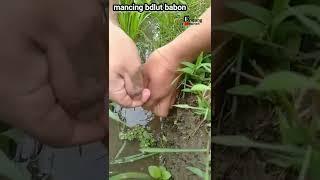 mancing belut babon#shorts