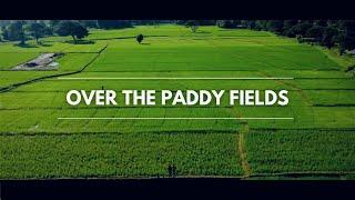 Over the Paddy Field  Drone Shot  VILLAGE LIFE
