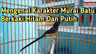 Mengenal Ciri ciri Karakter Murai Batu Kaki Hitam dan kaki Putih️ simak vidionya