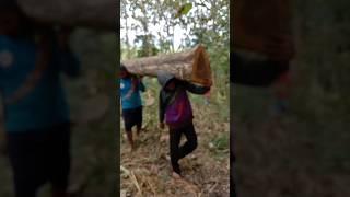 kekuatan super manusia kampung#kayu