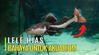 JANGAN TARUH IKAN LELE EKOR MERAH INI DI AKURIUM MU