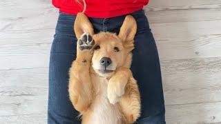 Sweetest Golden Retriever Puppy Reaction When Shes Given a Massage