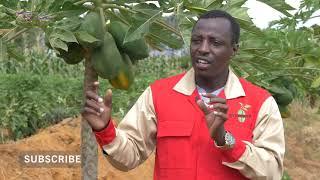 Papaya Farming in Kenya. A story of resilience. Papaya Empire Journey