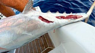 Oltamızdaki Dev balığa köpek balığı saldırdı