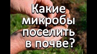 Какие микробы поселить в почве?