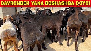 DAVRONBEK BOSHATSAM BOLDI 1500 MINGDAN ULGURUB QOLING