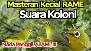 Terapi Kecial Kuning Rame Berkoloni #kecialkuninggacor #kecialkuning