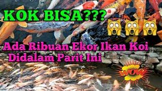 Waw Ada Ribuan Ikan Koi DiParit ini