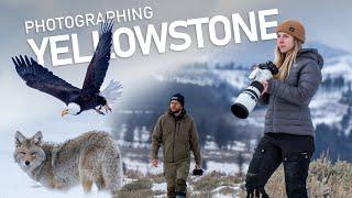 Photographing the Winter Wildlife of Yellowstone