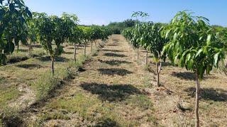 The mango loa project Ultra high density plantation uhdp mango orchard