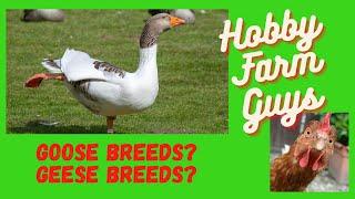 Beginners Guide to Goose Breeds