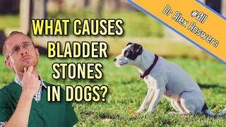 What is the Cause of Bladder Stones in Dogs and how to prevent them - Dog Health Vet Advice