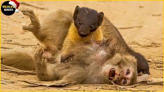 Yellow-throated Marten Vs Monkey & 45 Moments Marten Attack Everything