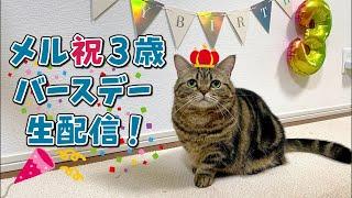 【生配信】メル3歳の誕生日会ライブ