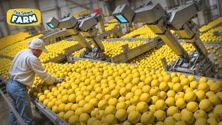 INCREDIBLE Lemons Smart Factory Modern Methods For Harvesting and Sorting Lemons