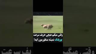 سرعت خیره کننده و قدرت تغییر جهت دیدنی و یوز پلنگ.