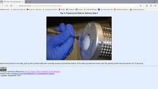 Direct and Indirect Staining of Bacteria