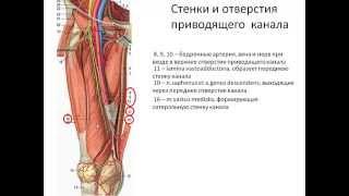 Топография нижней конечности