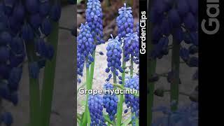 Grape Hyacinth - Garden Short #gardening