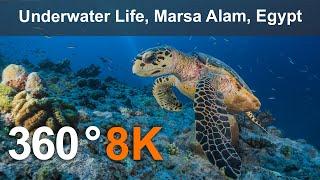 Underwater Life Marsa Alam Egypt. 360 video in 8K.