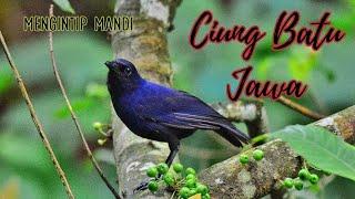 Mengintip Mandi Burung Ciung Batu Jawa  Javan Whistling Thrush
