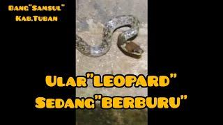 ularLEOPARDsedang berburu di malam hari @bangsamsultuban7336