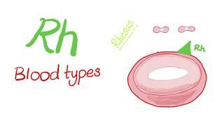 Rh “Rhesus” Blood Types - Are you positive or negative? - Hematology