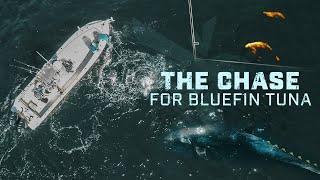 The Chase for Bluefin Tuna  Capt. Dom Petrarca