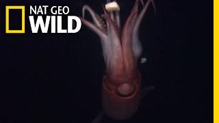 Squid The Deep Sea Devils  Deep Sea Killers