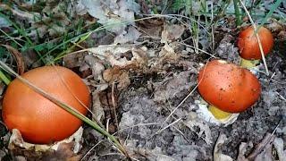 How to distinguish edible fly agaric. Amanita Caesar and gray-pink mushroom.