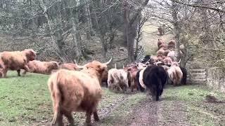 Taking the calves off the Highland Cows - life on a Farm