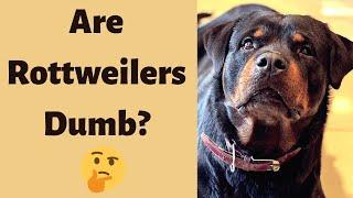 Rottweiler Intelligence Are They Really Dumb like Some People Say?