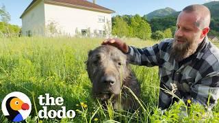 Scared Dirty Highway Dog Turns Out To Be Gentle Giant  The Dodo